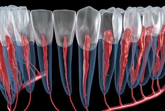 img-endodontics-5th-strt